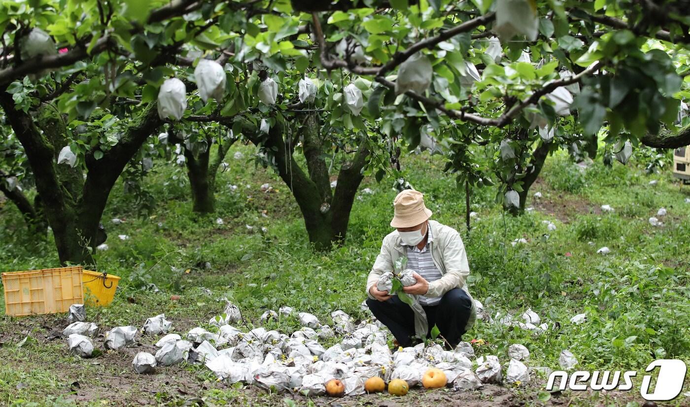 본문 이미지 - 대전지역 과수농가에 낙과 피해가 발생했다. ⓒ News1 김기태 기자
