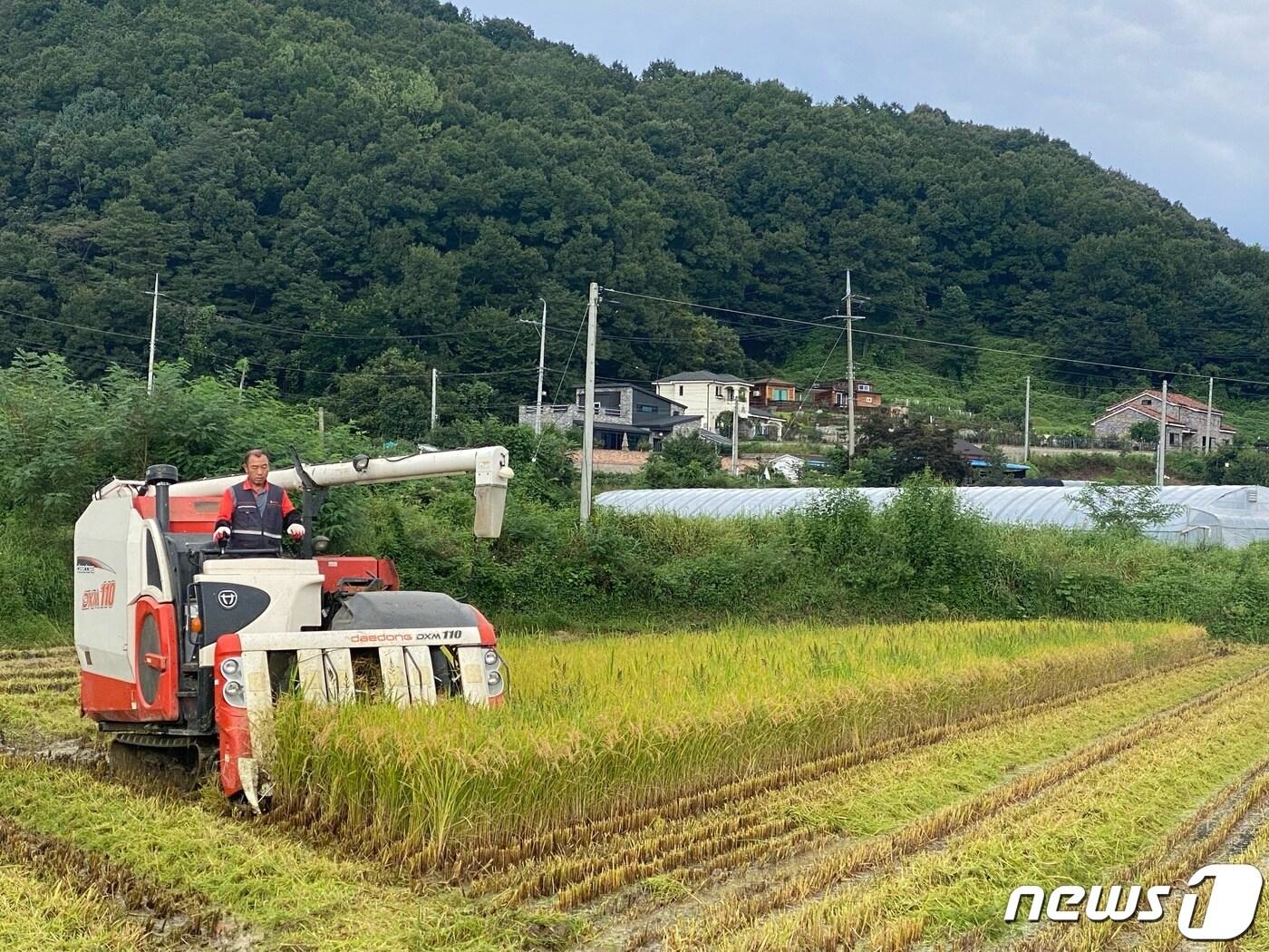 본문 이미지 - 금성면 마수리 김기윤 농가에서 올 첫 벼 베기가 진행되고 있다.(금산군 제공) 