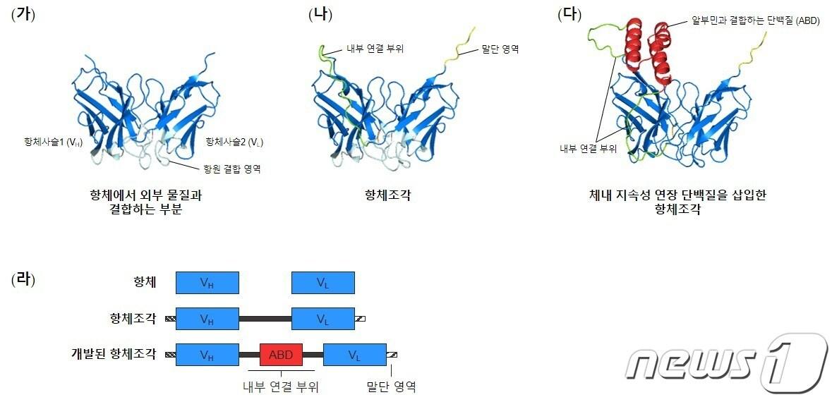 본문 이미지 - '알파폴드2'로 예측한 항체의 일부(가)와 기존 항체조각(나), 개발된 항체조각의 모델 구조(다), 각 단백질의 구조(라) 모식도(GIST제공)뉴스1 ⓒ News1
