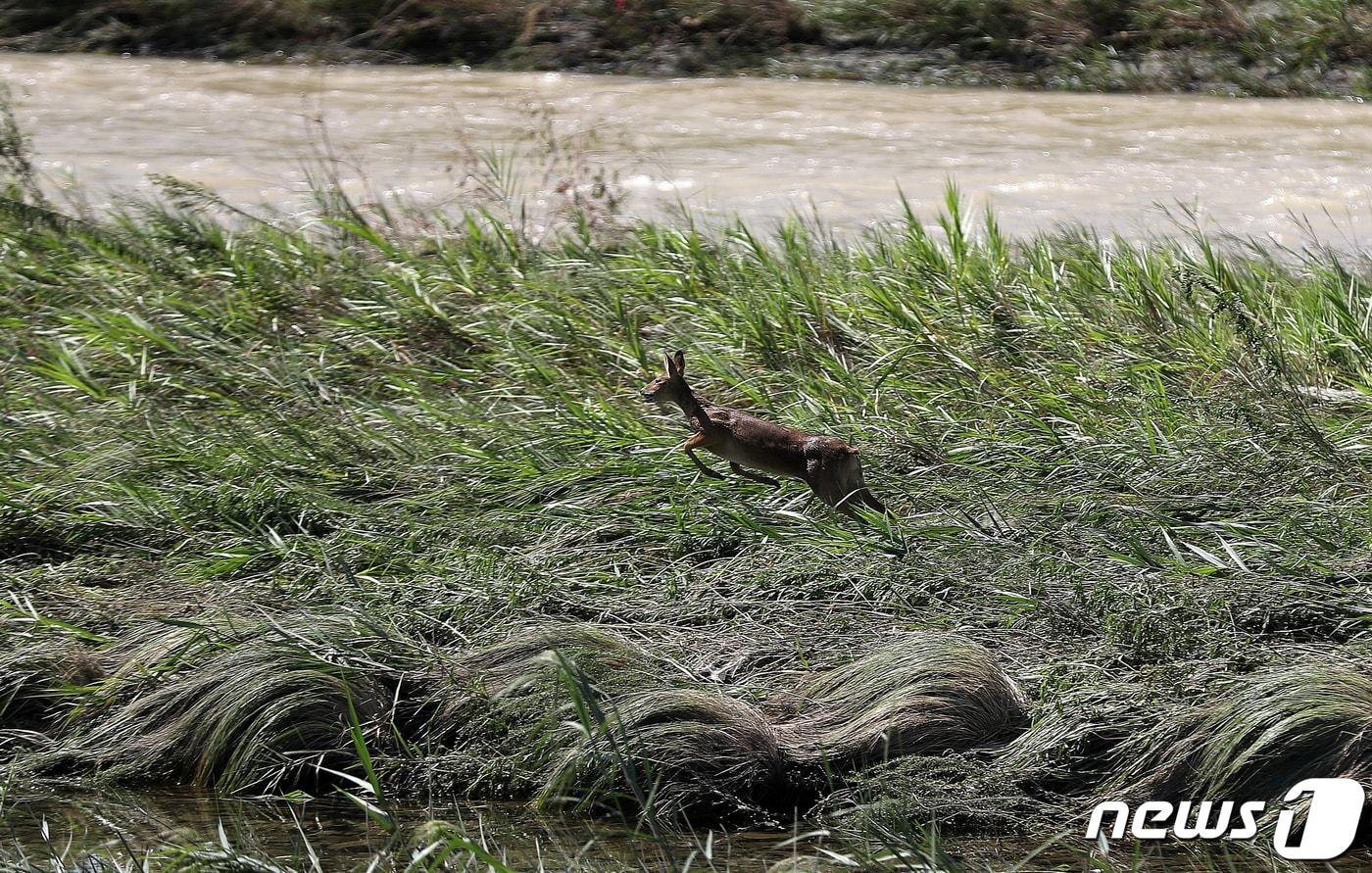 전북자치도 진안군은 15일부터 유해 야생동물로 인한 농작물 피해 예방과 아프리카돼지열병(ASF) 확산 방지를 위해 ‘유해야생동물 피해방지단’을 운영한다./뉴스1 ⓒ News1 윤일지 기자