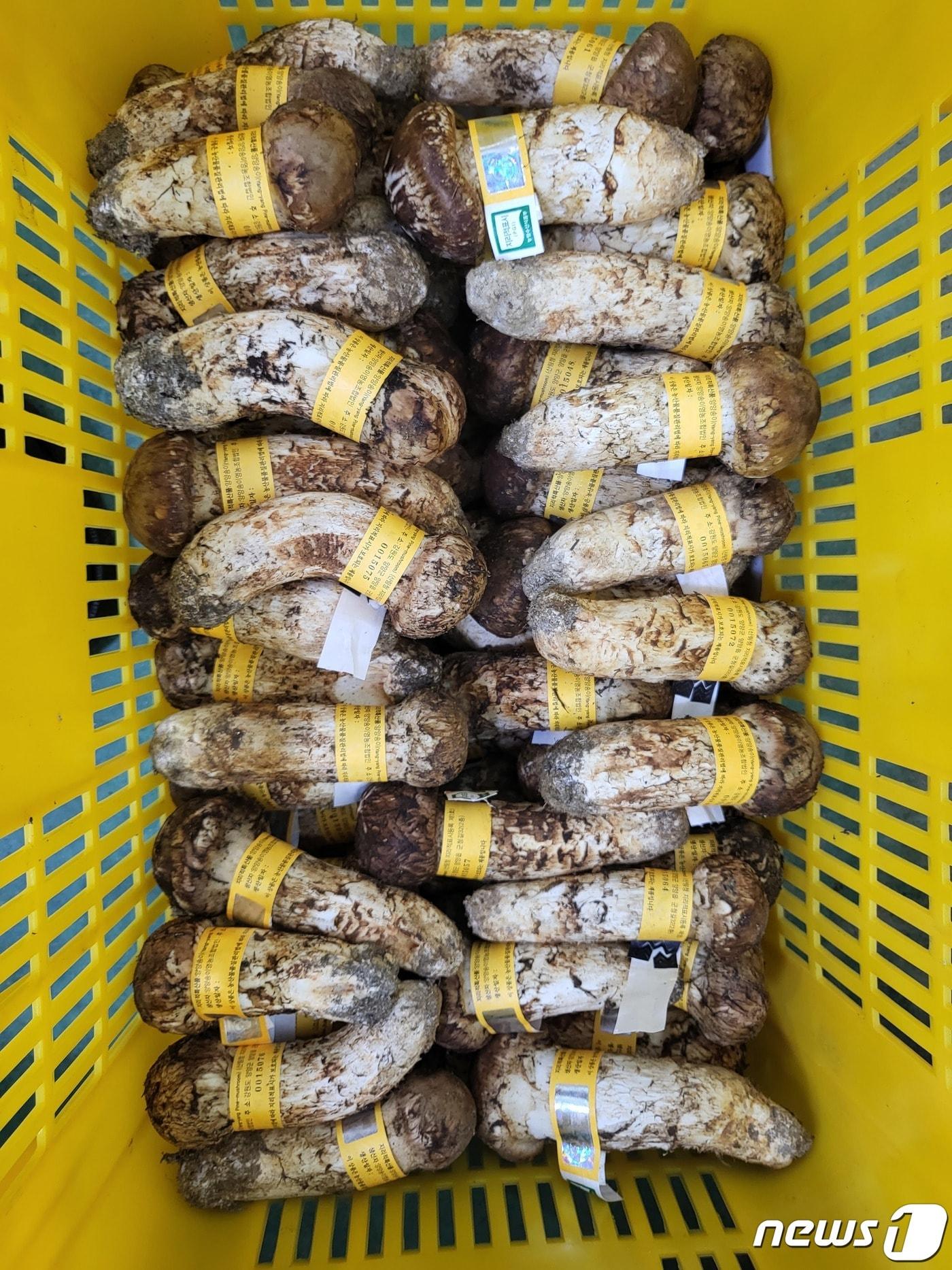 본문 이미지 - 전국 최고 품질을 자랑하는 명품 양양 송이.&#40;양양군 제공, 재판매 및 DB 금지&#41; ⓒ News1 윤왕근 기자