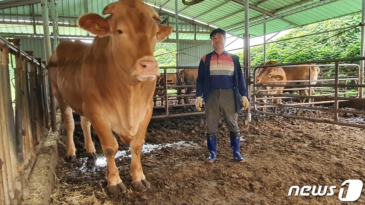본문 이미지 - 애월읍 한우 농가 문병철씨와 문씨가 출하한 슈퍼한우(제주축협 제공)