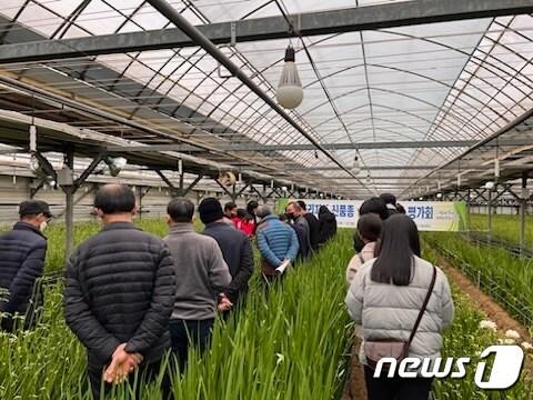본문 이미지 - 13일 부여 시범재배 농장에서 프리지아 신품종 평가회가 진행되고 있다. /뉴스1
