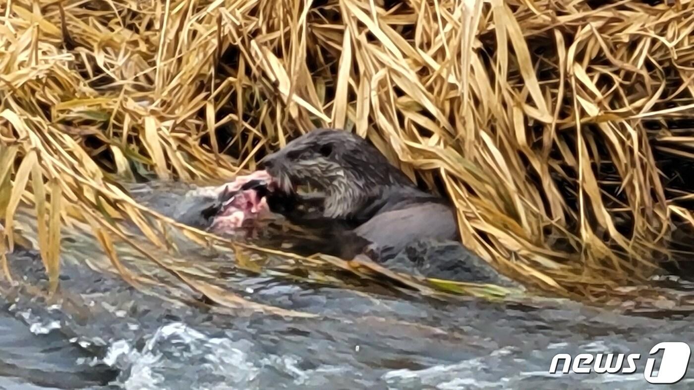 사냥하는 수달.&#40;광주환경운동연합 제공&#41;/뉴스1 