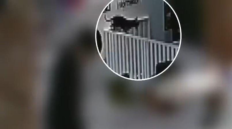 본문 이미지 - 직원이 보지 못한 사이 반려동물 호텔 입구 쪽 펜스를 뛰어넘는 치와와. (SBS 갈무리)