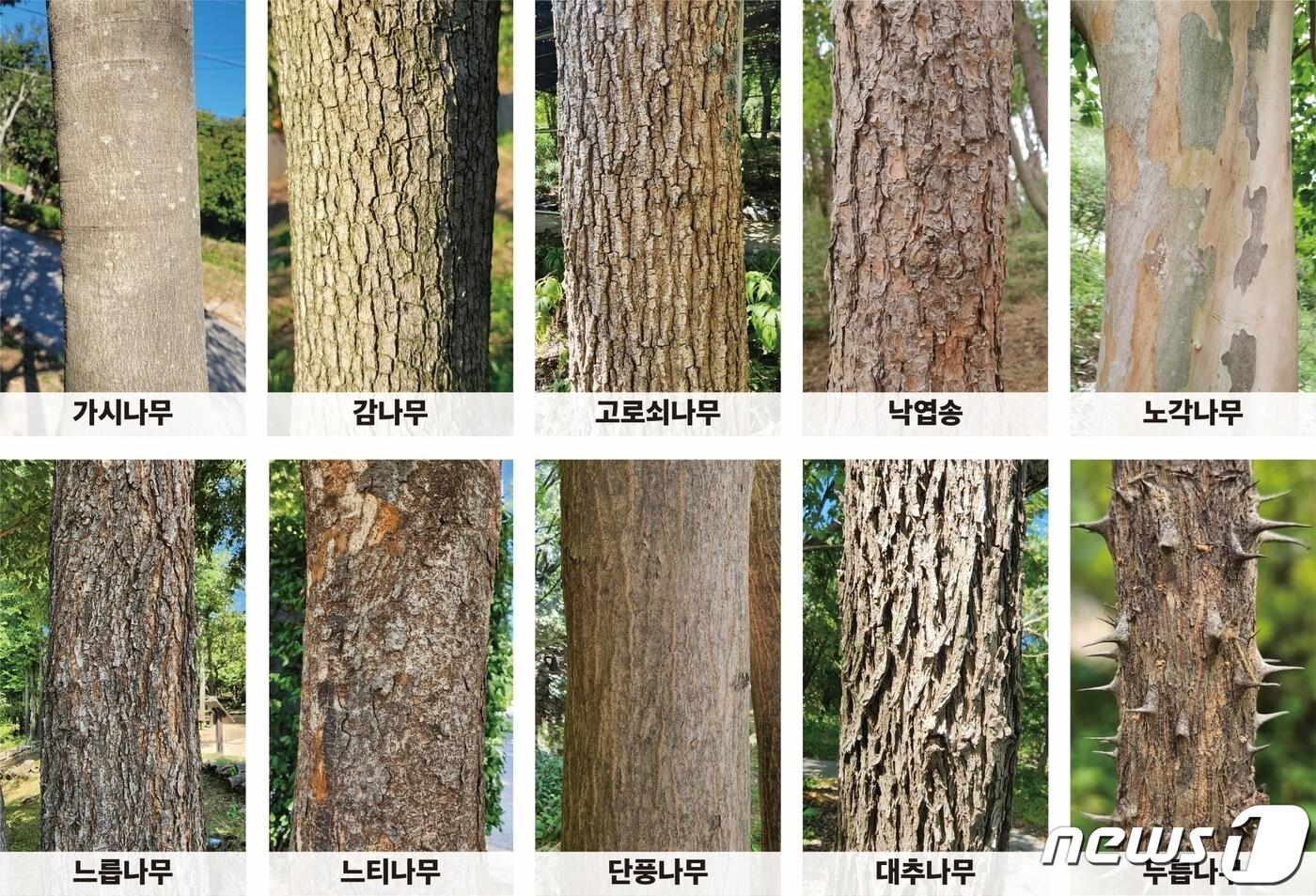 산림청 나무껍질 이미지 