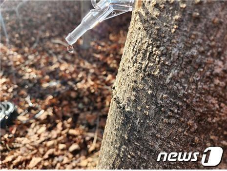 본문 이미지 - 진주 소재 인공조림지 고로쇠 수액 출수 모습