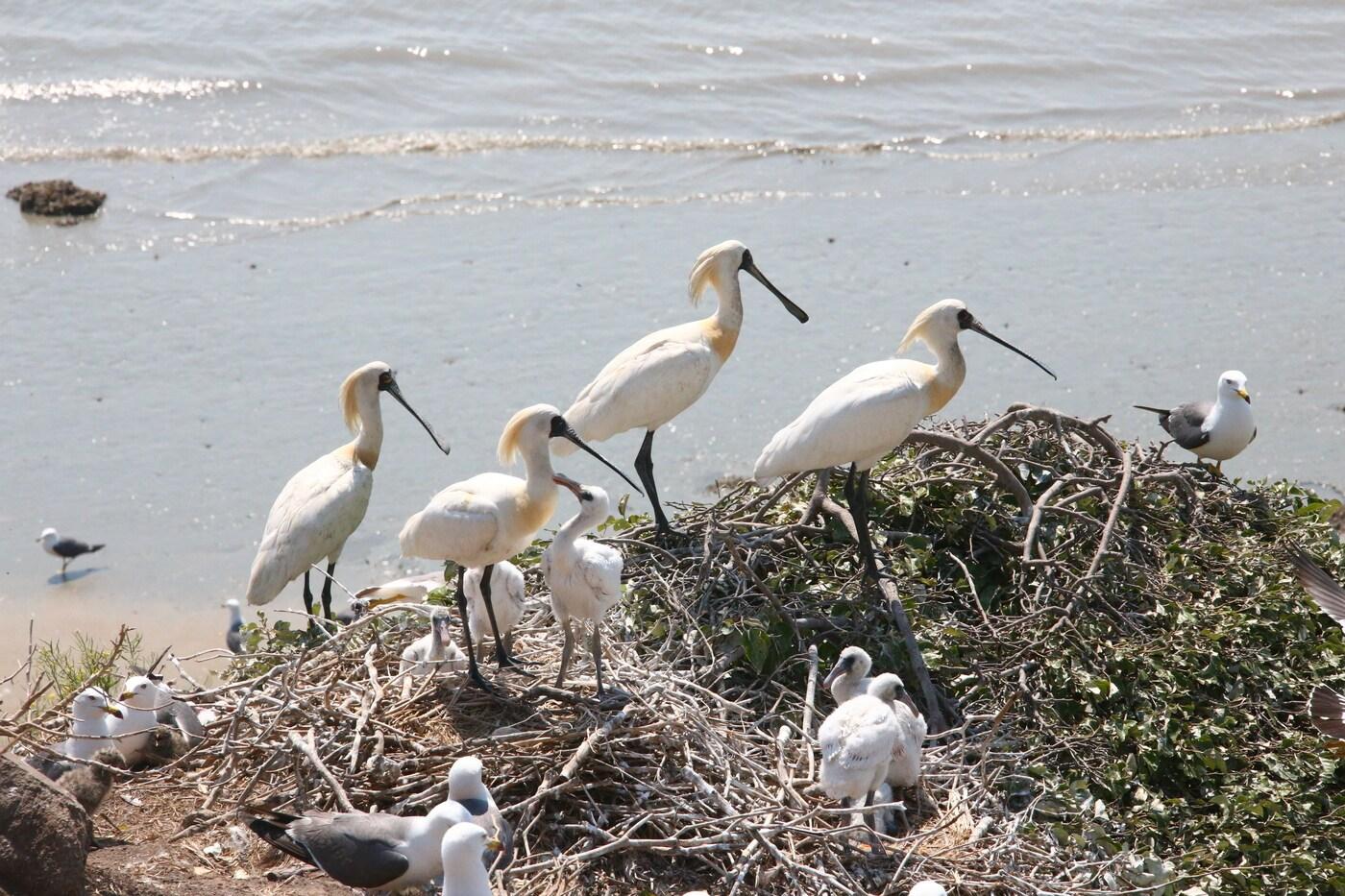 본문 이미지 -  영광 칠산도에서 번식한 저어새 가족. (국립문화재연구원 제공)