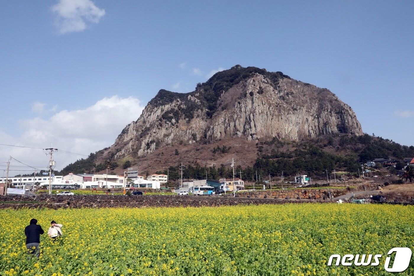 본문 이미지 - 1월20일 오전 제주 서귀포시 안덕면 산방산 인근에 유채꽃이 피어있다. 제주에서는 주로 관상용으로 유채꽃을 재배하며 개화 시기를 개량해 겨울에도 감상할 수 있다. 2023.1.20/뉴스1 ⓒ News1 고동명 기자