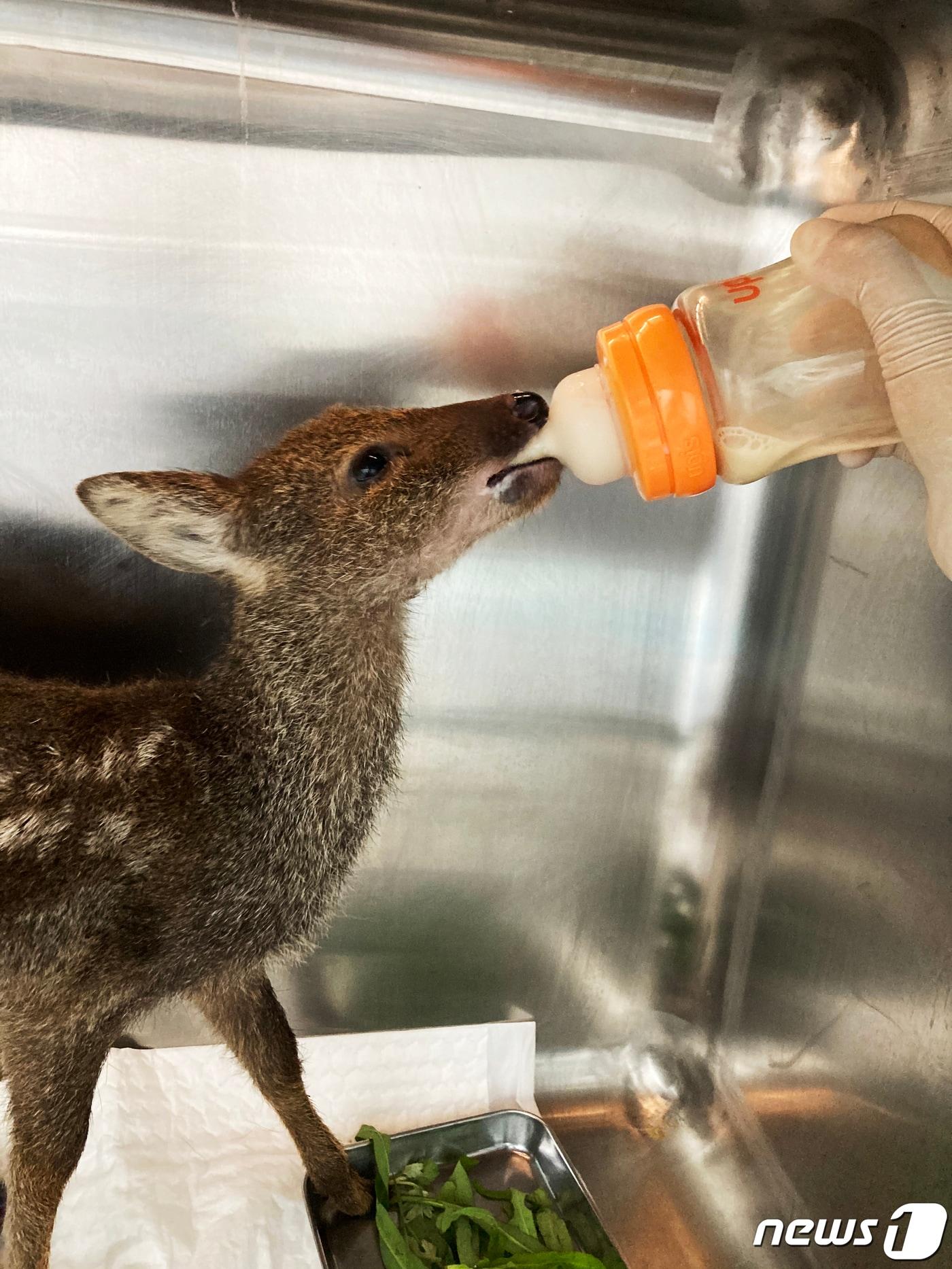 본문 이미지 - 고라니. 해당 기사 내용과는 무관. (광주시 제공. 재판매 및 DB 금지) 2023.1.20/뉴스1 ⓒ News1 박준배 기자