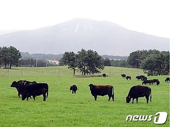 본문 이미지 - 제주 흑우.(제주도축산진흥원 제공) ⓒ News1 