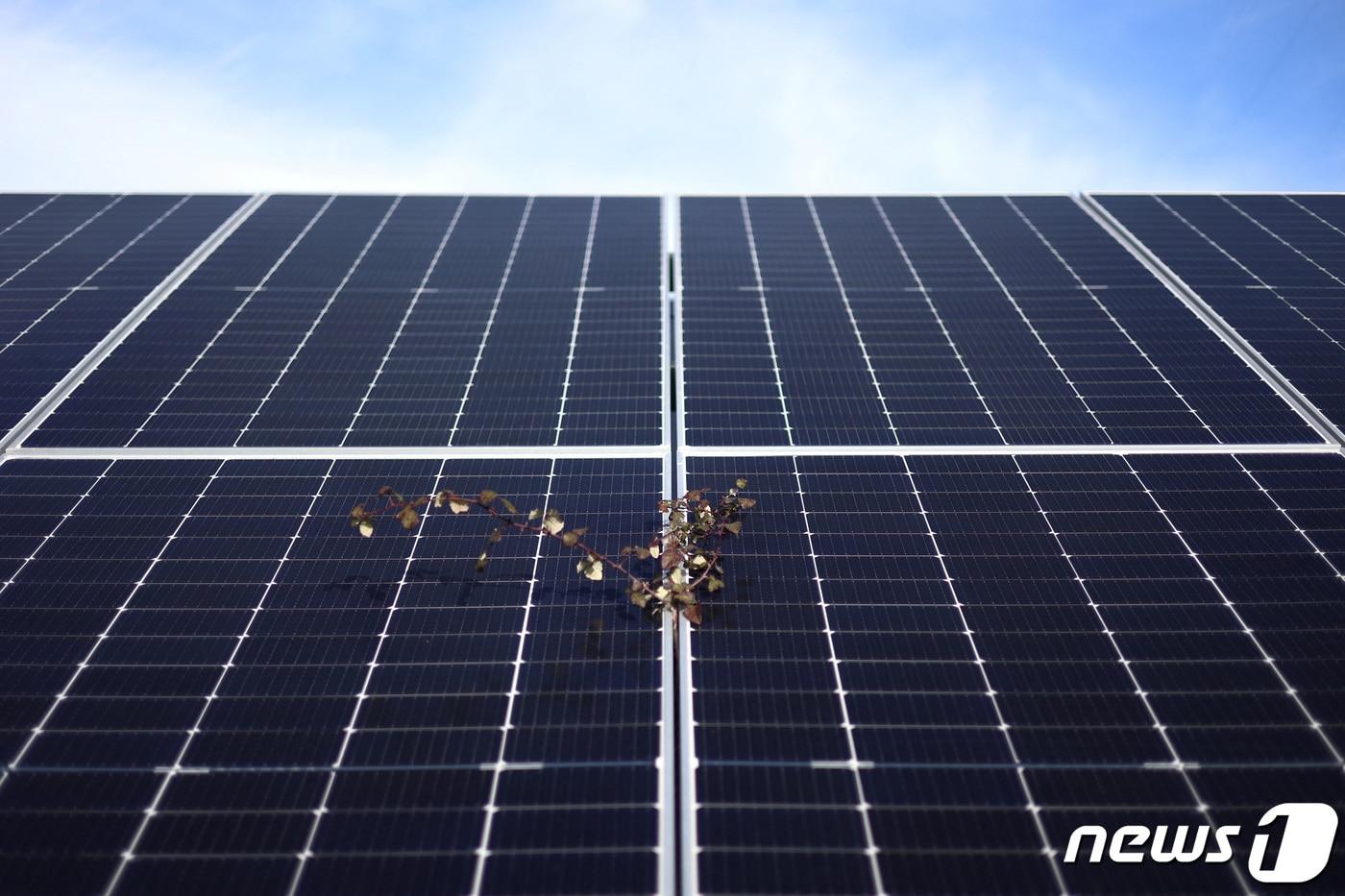 태양광 패널 자료사진. ⓒ 로이터=뉴스1 ⓒ News1 정윤영 기자