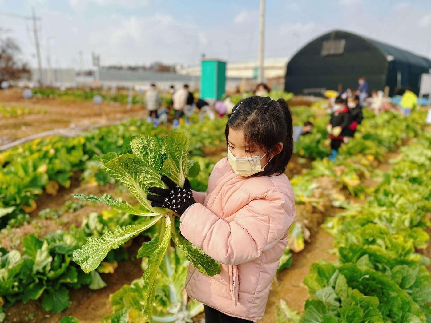 본문 이미지 - 친환경농장에서 아이가 텃밭 가꾸기를 즐기고 있다. (서울시 제공)