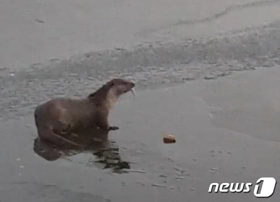 본문 이미지 - 29일 충북환경운동연대는 전국 환경단체가 공동으로 전국 수달네트워크 결성을 추진한다고 밝혔다. 사진은 충북 충주 호암지에서 먹이활동을 하고 있는 수달.&#40;독자 제공&#41;2023.1.29/뉴스1
