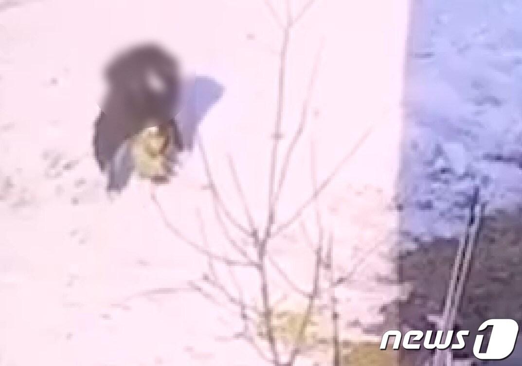 본문 이미지 - 강원 양구에서 가방을 멘 한 학생이 고양이를 학대하고 있는 모습이 영상에 포착됐다.(동물권행동 카라 제공) 2023.1.3/뉴스1