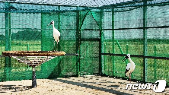 본문 이미지 - 서산버드랜드 방사장 입식 당시의 천수와 만수. (서산시 제공) 