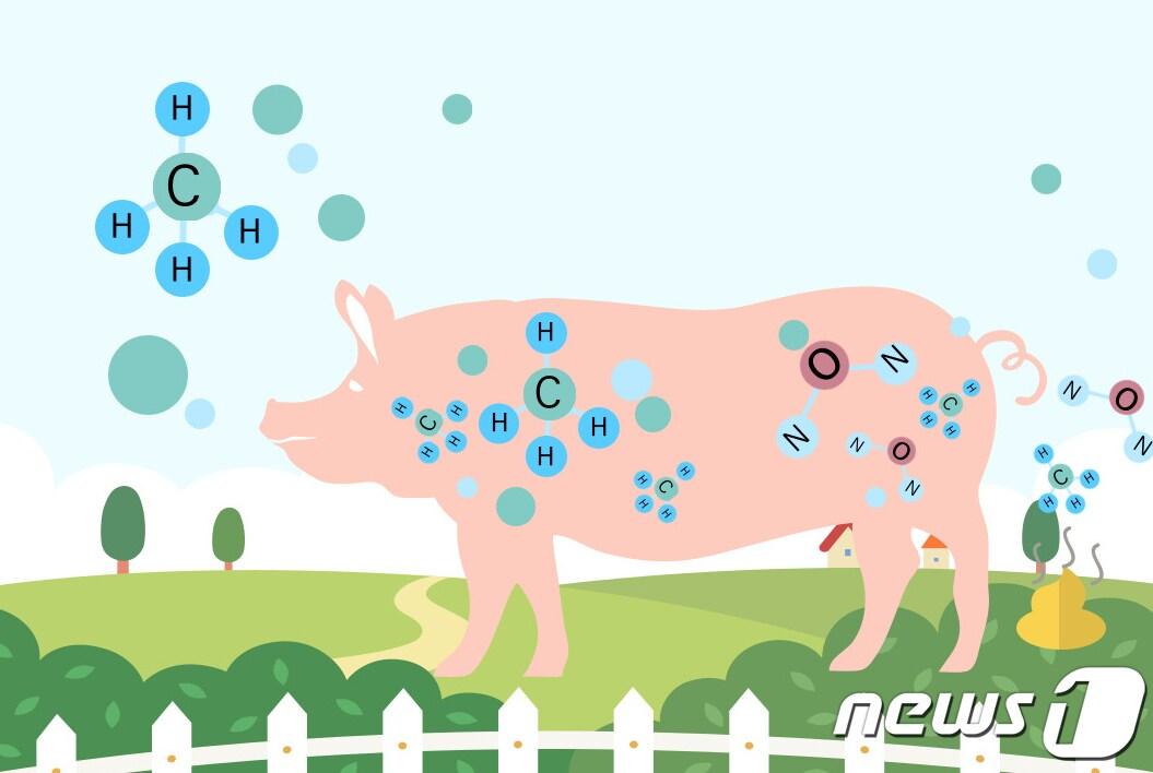 본문 이미지 - 농촌진흥청 국립축산과학원은 돼지 소화 과정에서 발생하는 온실가스(메탄) 발생량을 산정할 때 필요한 국가 고유 배출계수 8종을 개발했다(농진청 제공)2023.1.30./뉴스1