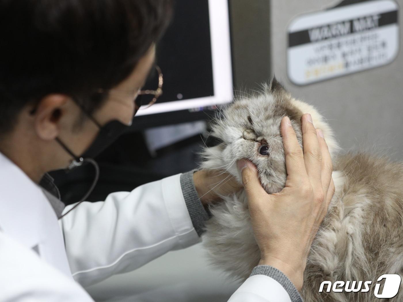 본문 이미지 - 서울 성북구의 한 동물병원에서 수의사가 반려동물을 진찰하고 있다.(사진은 기사 내용과 무관함). 2023.1.4/뉴스1 ⓒ News1 신웅수 기자