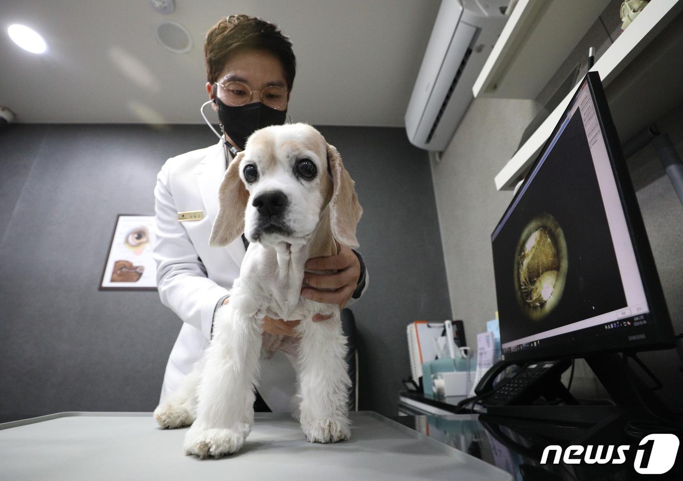 본문 이미지 - 11일 보험업계에 따르면 삼성화재·DB손해보험·현대해상·메리츠화재·KB손해보험 등 대형 손해보험사들이 이번달 펫보험 판매에 적극 나서고 있다. 사진은 서울 성북구의 한 동물병원에서 수의사가 반려동물을 진찰하고 있다.  2023.1.4/뉴스1 ⓒ News1 신웅수 기자