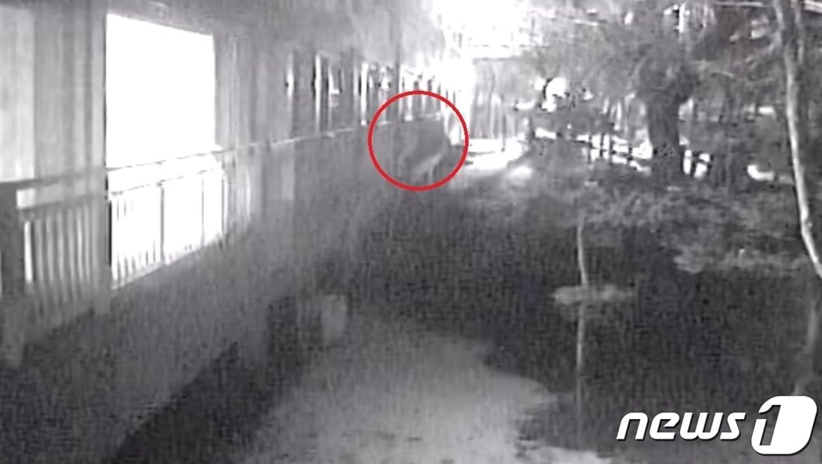 본문 이미지 - 불이 꺼진 저층 아파트 만을 골라 절도행각을 벌인 일당이 경찰에 붙잡혔다. CCTV에 찍힌 아파트 침입 장면.(진천경찰서 제공) / 뉴스1