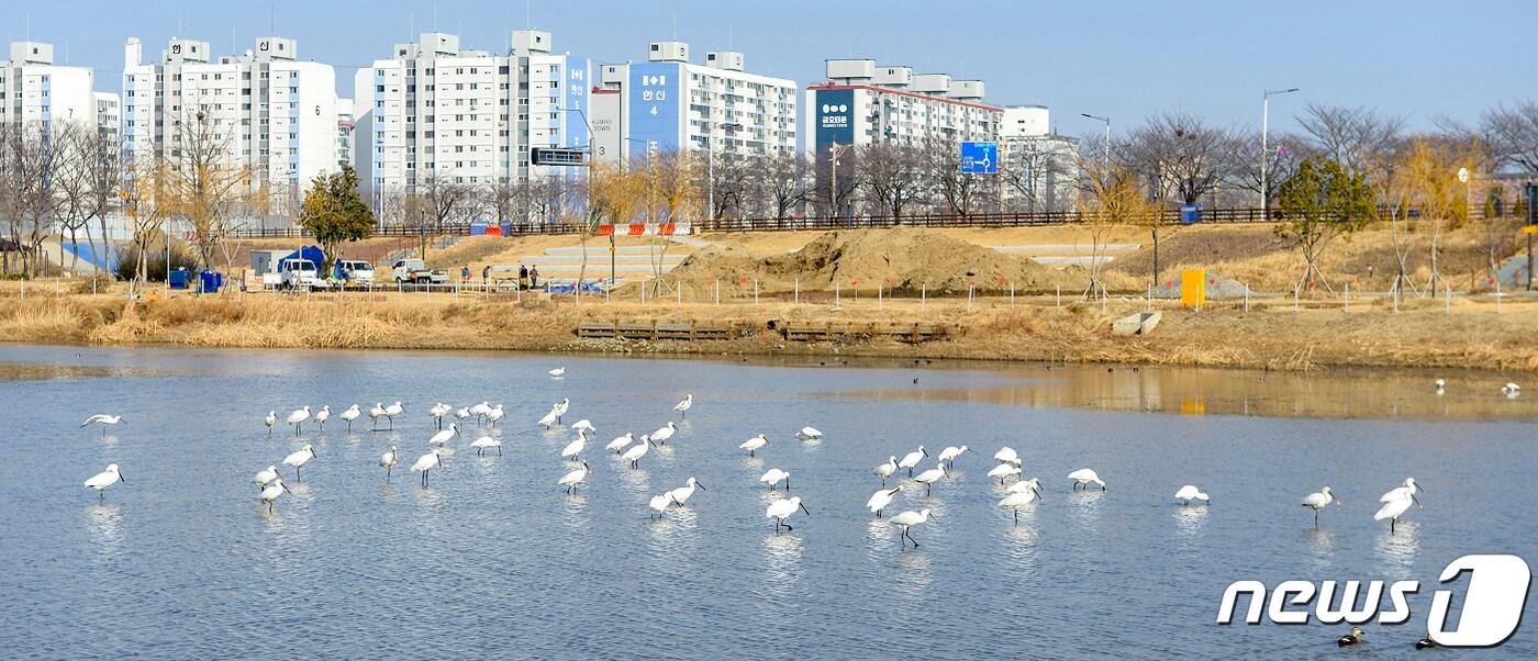 본문 이미지 - 천연기념물이자 멸종위기야생동물 Ⅱ급인 노랑부리저어새가 9일 순천 도심에서 먹이활동을 하고 있는 모습이 포착됐다. 노랑부리저어새가 관찰된 곳은 2023순천만국제정원박람회를 맞아 새롭게 선보이는 도심정원의 랜드마크 '오천그린광장'으로 50여 마리가 먹이활동을 하는 모습이 발견됐다.(순천시 제공)2023.1.9/뉴스1 