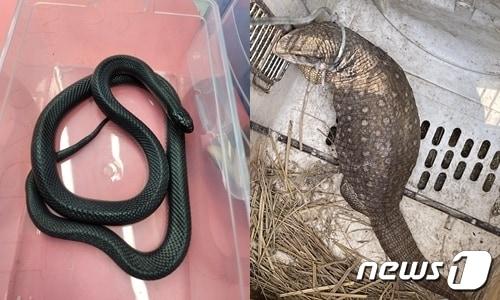본문 이미지 - 지난 1월 인천에서 구조된 블랙킹스네이크(왼쪽)와 7월 영주에서 포획된 사바나 왕도마뱀(국가동물보호정보시스템 갈무리·영주소방서 제공)