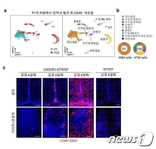 본문 이미지 - 생쥐 연령에 따른 경막 내 면역세포 분포의 차이.(IBS 제공)/뉴스1