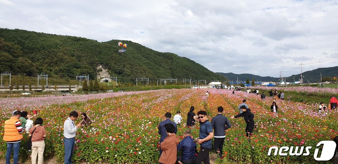 본문 이미지 - 하동 북천 코스모스·메밀꽃 축제장(하동군 제공).