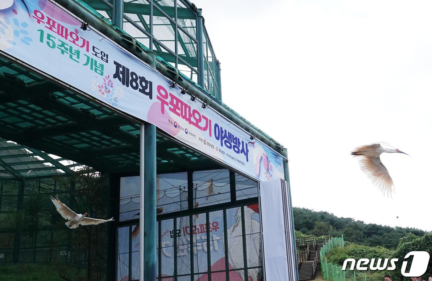 본문 이미지 - 경남 창녕군 우포따오기복원센터에서 따오기가 방사장을 나서고 있다.(창녕군 제공) 