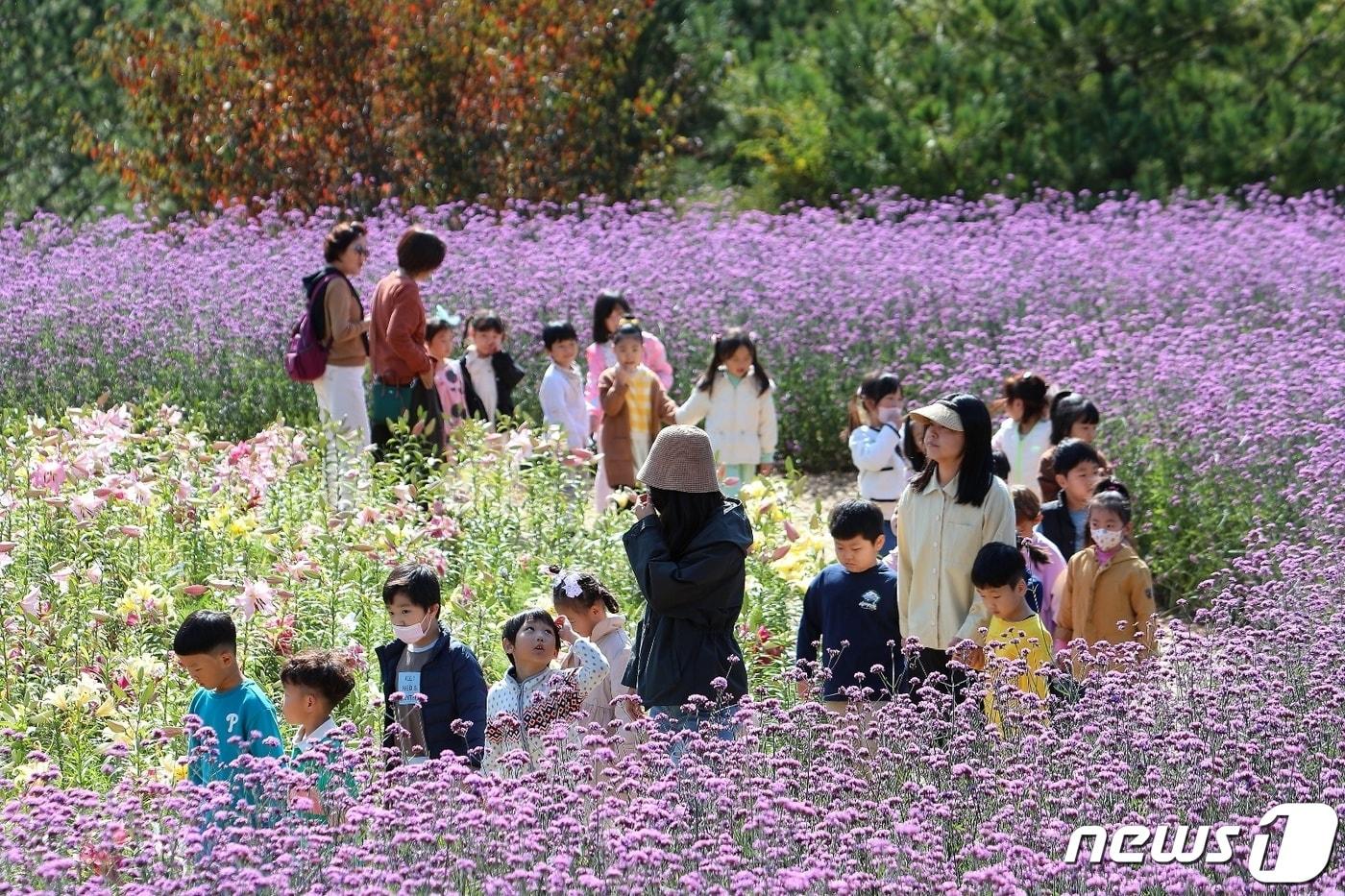 본문 이미지 - 강원 인제 용대리 관광단지 일원 인제가을꽃축제장.(자료사진)/뉴스1 DB