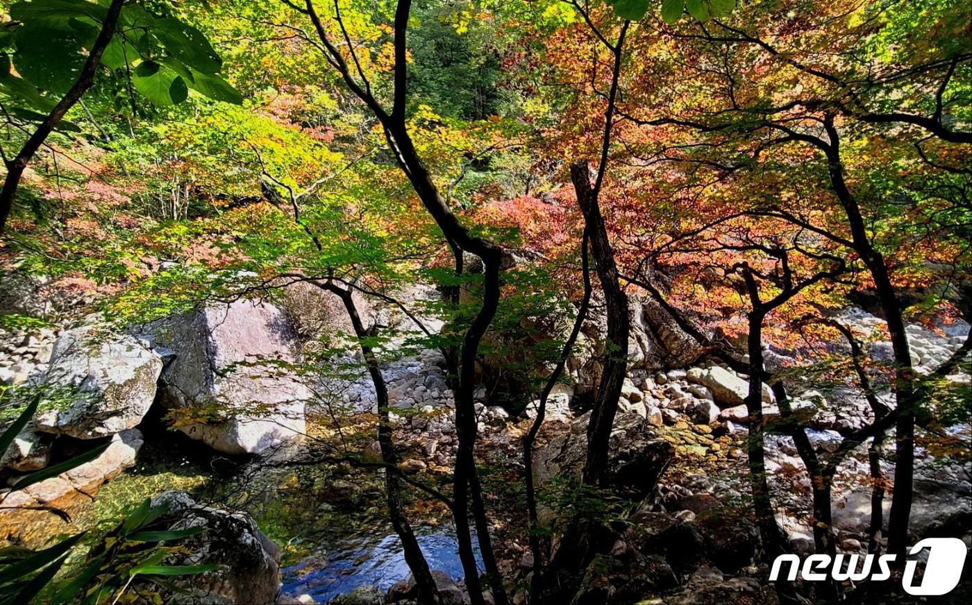 본문 이미지 - 구례군 지리산 피아골 계곡.(구례군 제공. 재판매 및 DB금지)/ⓒ 뉴스1DB
