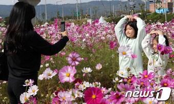 본문 이미지 - 경기도 구리시 구리한강시민공원에서 열린 코스모스 한강예술제를 찾은 시민들이 활짝 핀 코스모스와 함께 즐거운 시간을 보내고 있다. 뉴스1 DB