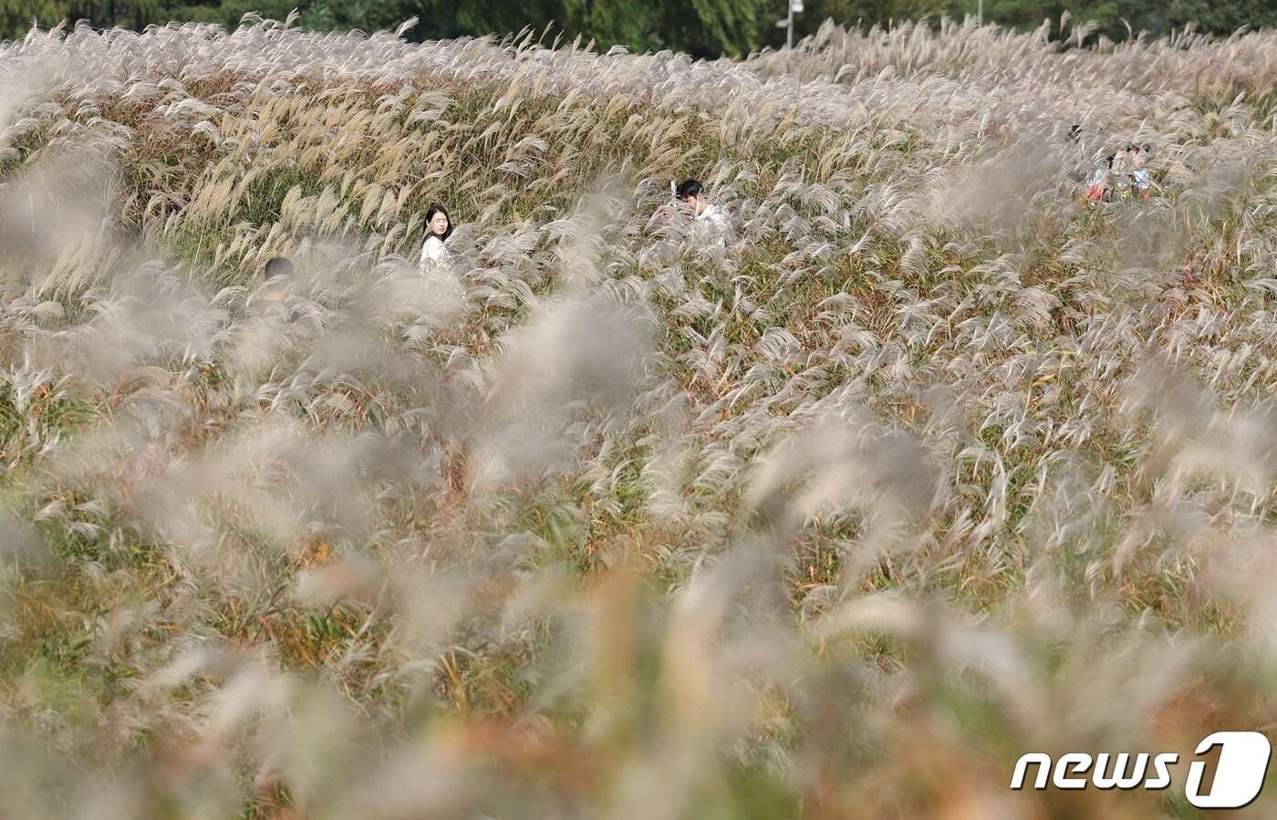 본문 이미지 - 15일 서울 마포구 하늘공원에서 열린 서울억새축제에서 시민들이 억새밭을 거닐며 가을을 만끽하고 있다. 이번 억새축제에는 오는 20일까지 열리며 축제 기간 중에는 오후 10시까지 하늘공원을 개방한다. 2023.10.15/뉴스1 ⓒ News1 신웅수 기자