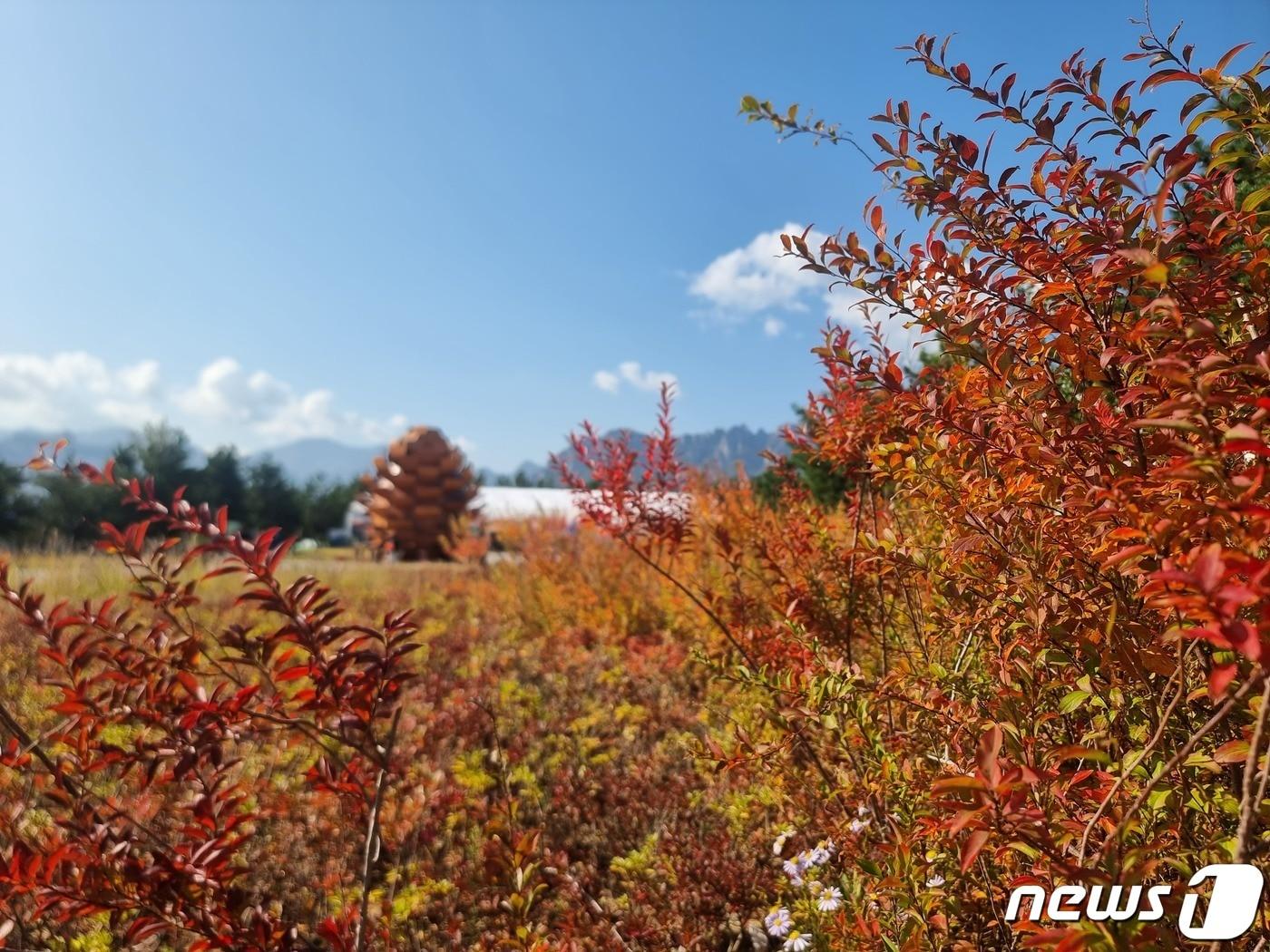 본문 이미지 - 15일 강원세계산림엑스포 행사장 주변 가을 단풍. (강원세계산림엑스포 조직위원회 제공) 2023.10.15/뉴스1
