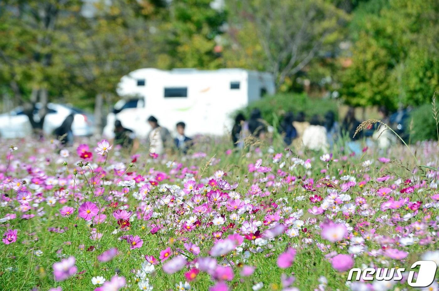 광주 광산구 선암동 황룡친수공원을 찾은 시민들이 코스모스길을 산책하고 있다./뉴스1 ⓒ News1 이승현 기자