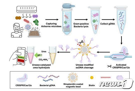 본문 이미지 - 공기 중 병원성 박테리아 현장 진단 플랫폼 모식도.(한국생명공학연구원 제공)/뉴스1