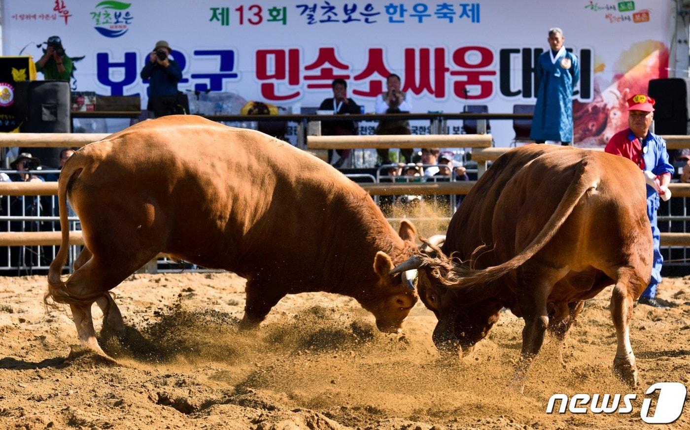본문 이미지 - 충북 보은에서 열린 13회  전국민속소힘겨루기대회 장면. (보은군 제공) /뉴스1