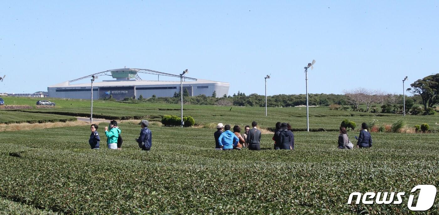 본문 이미지 - 제주 서귀포시 오설록 녹차밭에서 관광객들이 즐거운 시간을 보내고 있다. 2023.10.17/뉴스1 ⓒ News1 오현지 기자