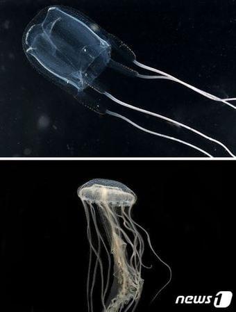 본문 이미지 - 작은상자해파리(위쪽)와 말레이해파리(한국해양과학기술원 제공)
