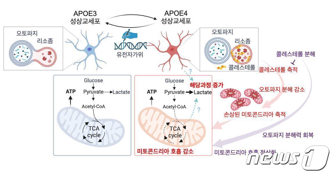본문 이미지 - 연구 모식도.(한의학연구원 제공)/뉴스1