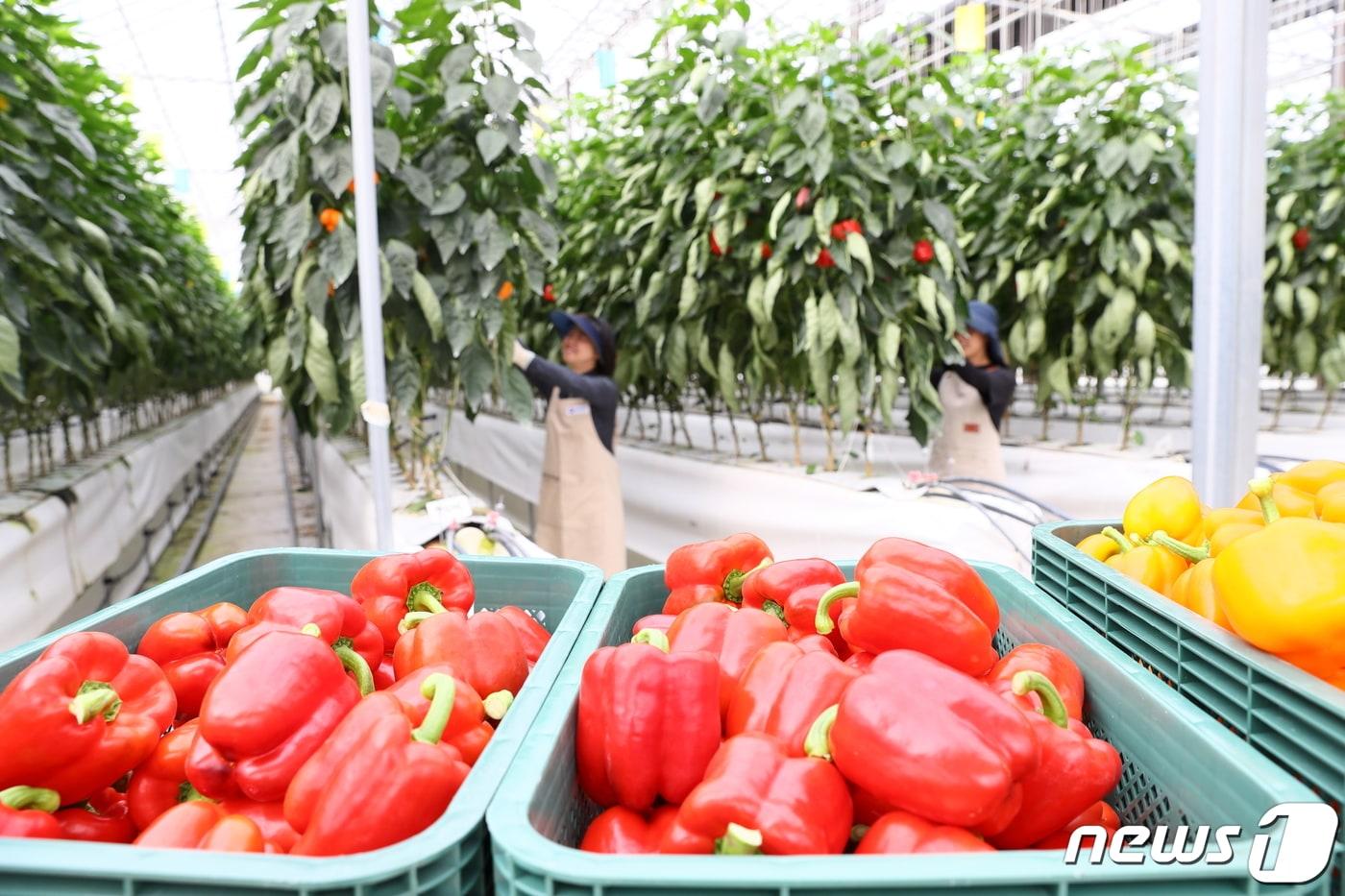 19일 전북 완주군 농촌진흥청 국립원예특작과학원 파프리카 시험 온실에서 직원들이 연구 중인 파프리카를 수확하고 있다. (농촌진흥청 제공) 2023.10.19/뉴스1
