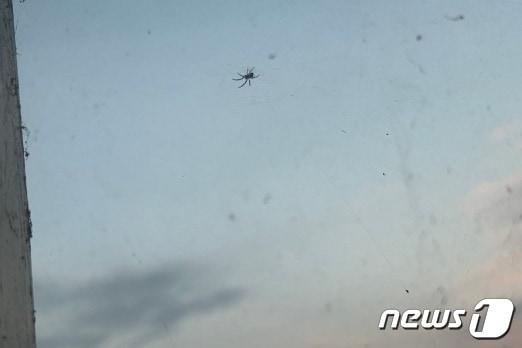 본문 이미지 -  22일 충북 서충주신도시 아파트 입주민들이 거미 개체수 증가로 불편을 겪는 것으로 알려지면서 주거지와 인근 산 사이에 완충지대를 늘려야 한다는 의견이 나왔다. 사진은 아파트 발코니 창에 매달린 거미.(독자 제공)2023.10.22/뉴스1