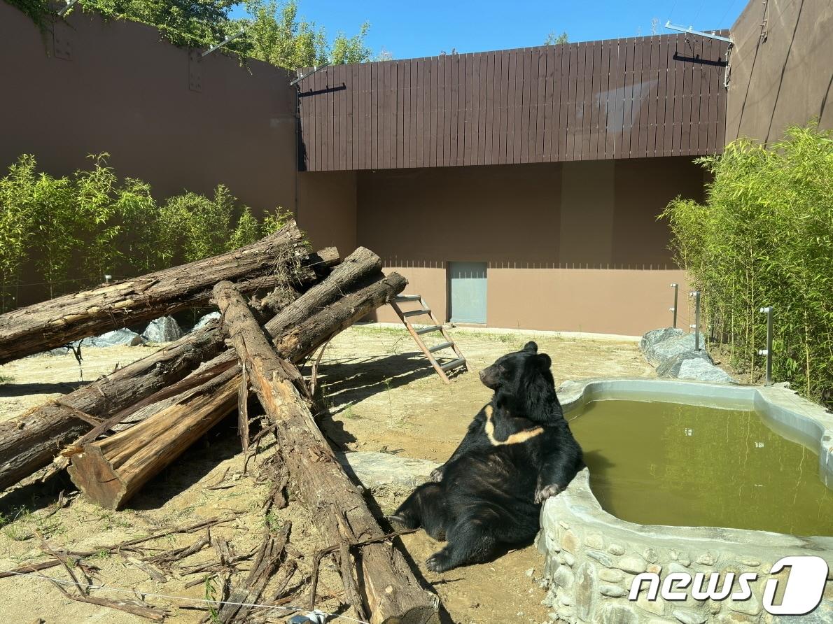 본문 이미지 - 21일 재개장하는 광주우치동물원 곰사(광주시 제공) 2023.10.20/뉴스1