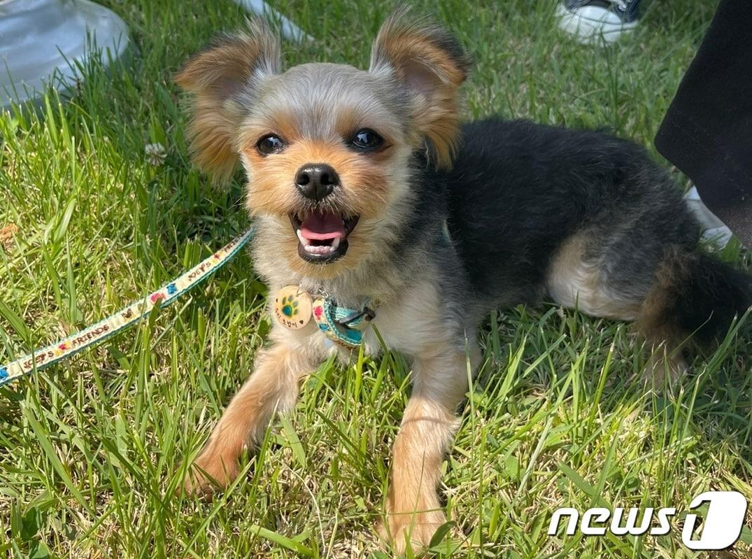 본문 이미지 - 치주염 발병으로 치과 치료를 받은 강아지(VIP동물의료센터 제공) ⓒ 뉴스1