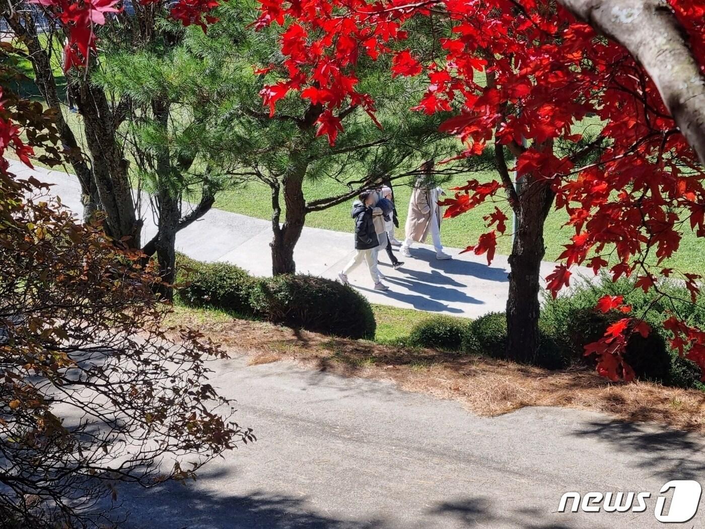 본문 이미지 - 올 가을 단풍 절정기에 접어든 22일 강원 평창군 대관령면에 위치한 대관령 하늘목장을 찾은 나들이객들이 즐거운 시간을 보내고 있다. 2023.10.22/뉴스1 ⓒ News1 윤왕근 기자