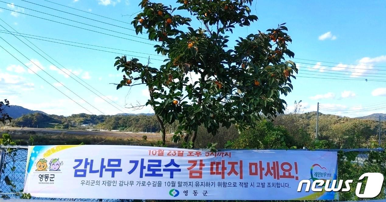 본문 이미지 - 충북 영동군이 관리자가 따로 없는 인적 뜸한 외곽도로변 곳곳에 감 수확 금지 내용을 담은 현수막을 내걸었다. /뉴스1