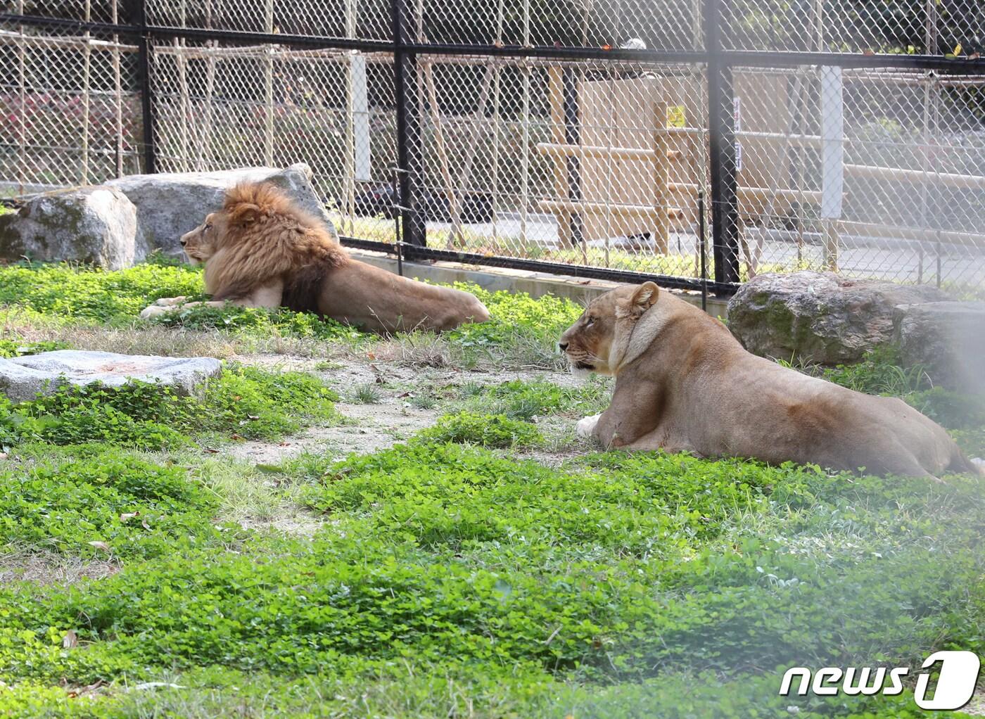 본문 이미지 - 사진은 충북 청주시 상당구 청주동물원에 있는 사자 모습.2023.10.23/뉴스1 ⓒ News1 임양규 수습기자