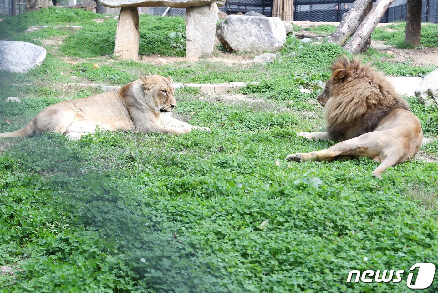 바람이와 암사자 '도도'/뉴스1 DB