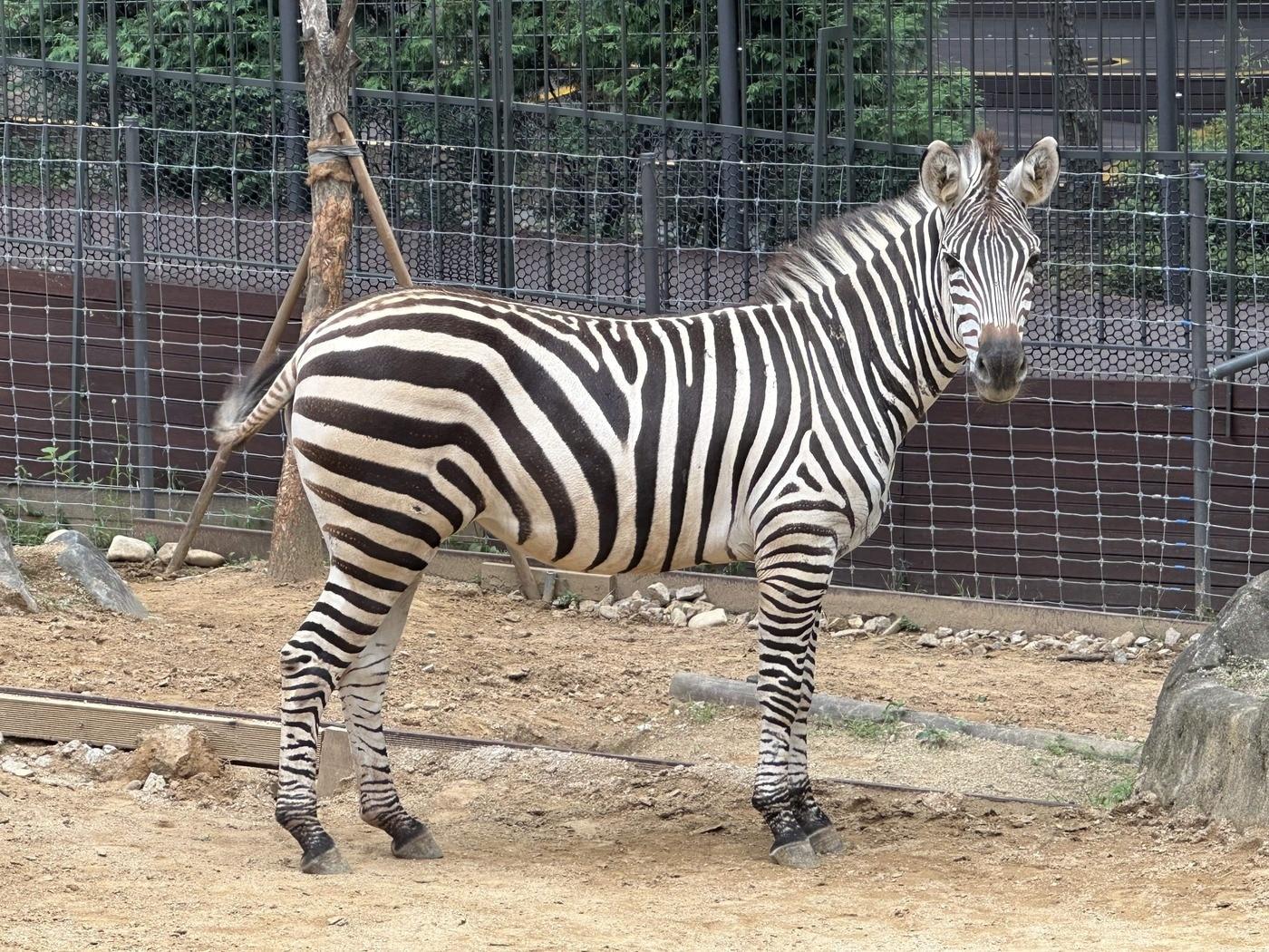 본문 이미지 - 그랜트얼룩말 '코코'의 생전 모습. (서울시 제공)