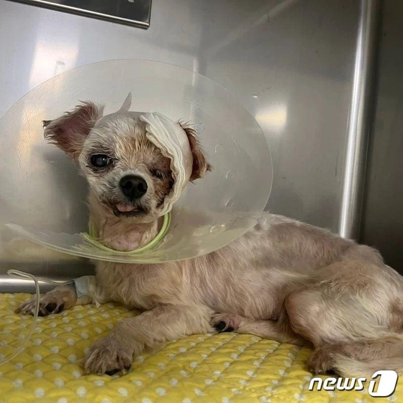 본문 이미지 - 9월 1일 화성 번식장에서 구조된 강아지의 모습.(코리안독스 제공) ⓒ 뉴스1